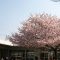 ダウン症児の成長日記　桜