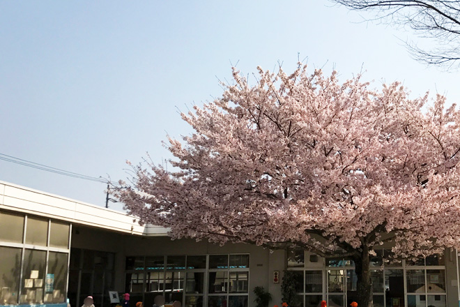 ダウン症児の成長日記　桜