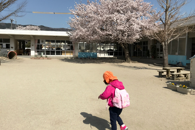 ダウン症児の成長日記　園庭の桜